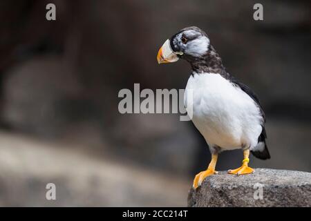 Stati Uniti d'America, Alaska, Cornuto Puffin appollaiate su roccia,Fratercula corniculata Foto Stock