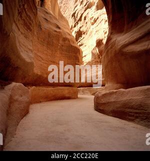 Giordania, Wadi Rum, albero nel deserto, vista in elevazione Foto Stock