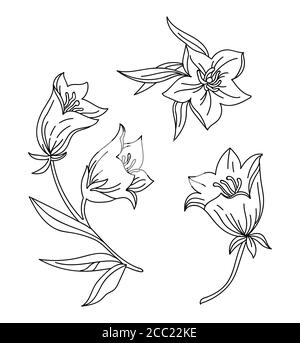 Set floreale botanico con fiori a campana disegnati a mano. Vector illustrazione modello floreale monocromatico per l'invito al matrimonio, caffè vegan, fiore s Illustrazione Vettoriale