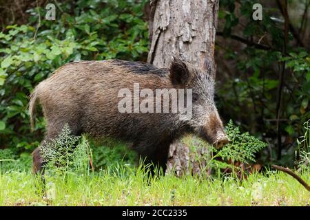 Turchia, Cinghiale in Dilek National Park Foto Stock