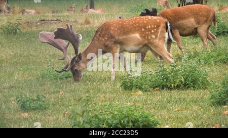 Capriolo maschio giovane che pascolano con antlers non ancora spazzati con occhi e germogli centrali, nonché pala e. piolo (spina) sul bordo posteriore della spinta Foto Stock