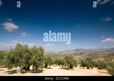 Spagna, Andalusia, olivi in Sierra de Rute Foto Stock