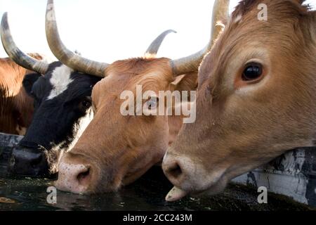 Stati Uniti d'America, Texas, Dallas, Texas Longhorn Vacca (Bos taurus) Foto Stock