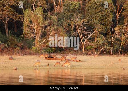 India India del Sud, Karnataka,gruppo di spotted cervi nel parco nazionale Foto Stock