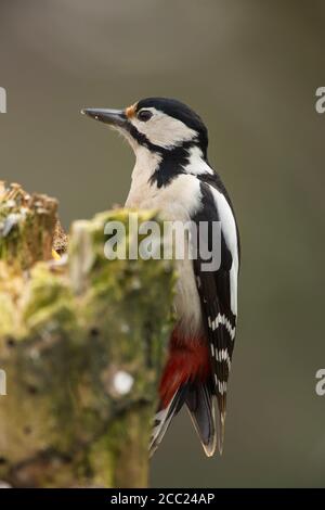 Germania, Assia, Picchio grande puntato che perching su tronco di albero Foto Stock