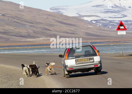 Europa, Norvegia, Spitsbergen, Svalbard, Longyearbyen, cani Husky che tirano l'auto vicino al cartello di attenzione Foto Stock