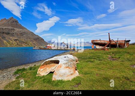 Oceano Atlantico meridionale, Regno Unito, territori d'oltremare britannici, Georgia del Sud, Grytviken, ossa di balene e naufragio di balene in ex stati balenieri Foto Stock