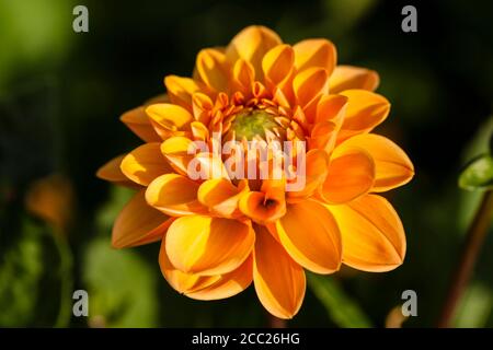 Germania, Hesse, Fiore Dahlia testa, close up Foto Stock