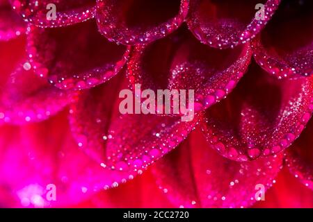 Germania, Hesse, Fiore Dahlia testa, close up Foto Stock