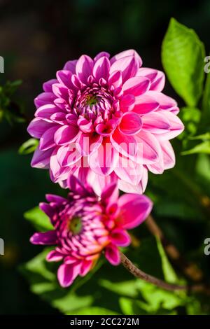 Germania, Hesse, Fiore Dahlia testa, close up Foto Stock