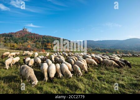 Germania, Baden Wuerttemberg, gregge di pecore pascolano erba, Hohenzollern Castello in background Foto Stock
