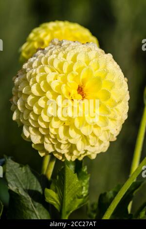 Germania, Hesse, Fiore Dahlia testa, close up Foto Stock