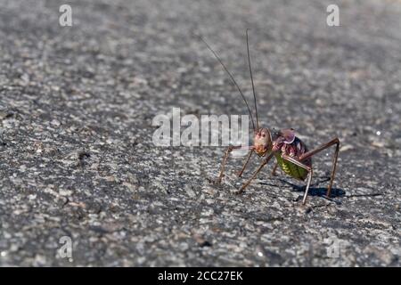 Africa, Namibia, Armored Cricket (Tettigoniidae), close-up Foto Stock