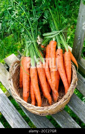 Mazzetto di carote nel cestello Foto Stock