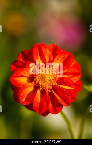 Germania, Hesse, Fiore Dahlia testa, close up Foto Stock