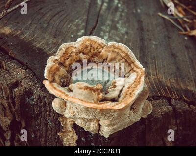 Fantastico scatto di un fungo di fungo di tinder cresciuto su un tagliare il tronco dell'albero Foto Stock