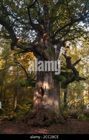 Germania, Hesse, morto quercia in autunno a Jungle Sababurg Foto Stock