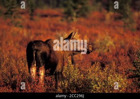 Elch, Alces alces americana in Alaska Foto Stock