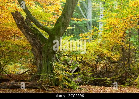 Germania, Hesse, decadeva faggio in autunno foresta Sababurg Foto Stock