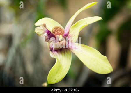 Orchidea gialla esotica nel giardino con sfondo sfocato Foto Stock