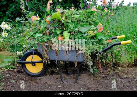 carriola completa in giardino inglese, norfolk, inghilterra Foto Stock