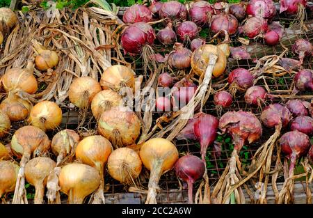 cipolle gialle e rosse che asciugano su scaffale in giardino inglese, norfolk, inghilterra Foto Stock