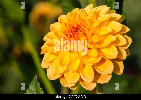 Germania, Hesse, Fiore Dahlia testa, close up Foto Stock