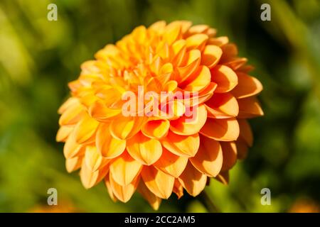 Germania, Hesse, Fiore Dahlia testa, close up Foto Stock