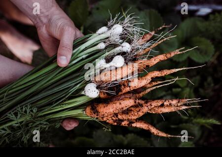 cipolle e carote coltivate in casa appena prelevate dalla verdura patch Foto Stock