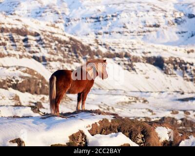 L'Islanda, la vista del cavallo islandese sulla coperta di neve pascolo Foto Stock