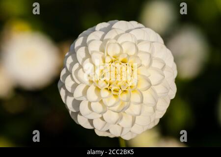 Germania, Hesse, Fiore Dahlia testa, close up Foto Stock