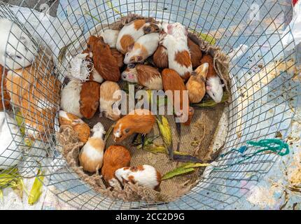 La cavia, o cavia (cavia porcellus), per la vendita a il mercato animale, Otavalo, Ecuador. Usato come alimento di base in Bolivia, Ecuador e Perù. Foto Stock