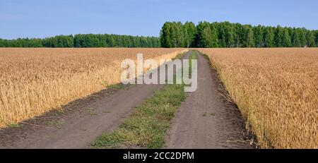 La strada che si estende fino alla distanza tra il campo di Banner grano maturo Foto Stock