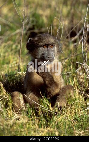 Un giovane Chacma Baboon si siede in erba Foto Stock