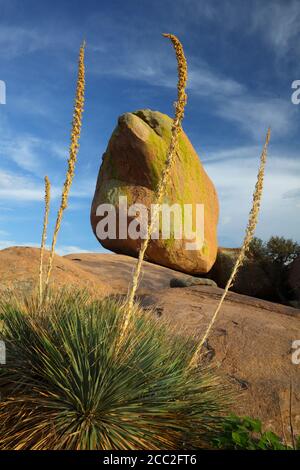 Cochise Stronghold Dragoon Mountains Cochise County AZ / LUGLIO A. Il lichene gigante macchiato masso oltre più stocchi di Agave Lechuguilla Foto Stock