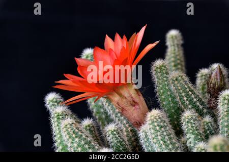 Il fiore completamente aperto del Cactus di Ladyfinger (Mammillaria sp) Nel sud dell'Inghilterra Foto Stock