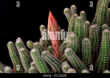 La gemma di fiori non aperta del Cactus di Ladyfinger (Mammillaria sp) Nel sud dell'Inghilterra Foto Stock