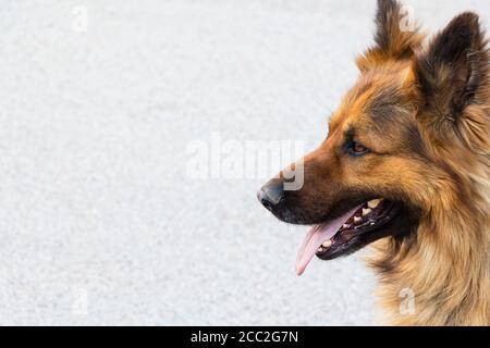 Il ritratto del cane di pecora tedesco, che guarda attentamente in lontananza Foto Stock