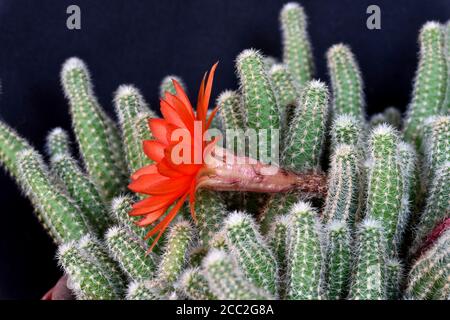 Il fiore quasi completamente aperto del Ladyfinger Cactus (Mammillaria sp) nell'Inghilterra meridionale Foto Stock