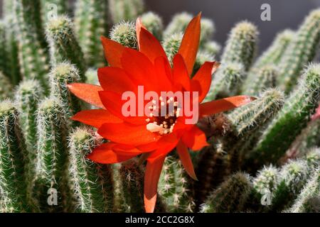 Il fiore completamente aperto del Cactus di Ladyfinger (Mammillaria sp) Nel sud dell'Inghilterra Foto Stock