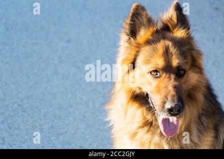 Il ritratto del cane di pecora tedesco, che guarda attentamente in lontananza Foto Stock