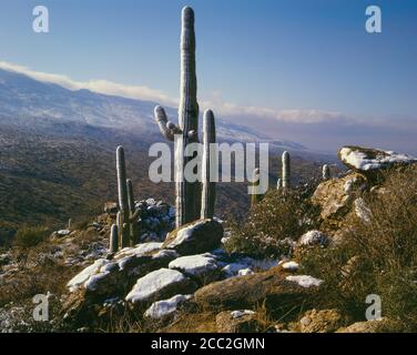 Coronado National Forest AZ / FEB Cactus saguaro innevati retroceduti dalle montagne Rincon nel Redington Pass ad est di Tucson. Foto Stock