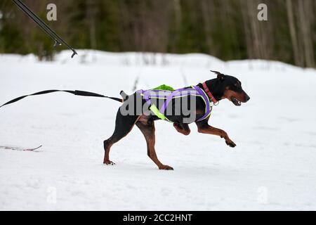 Corsa di cani da sci. Gara di sport invernali per cani. Doberman cane tira sciatore. Sci attivo su pista di fondo innevata Foto Stock