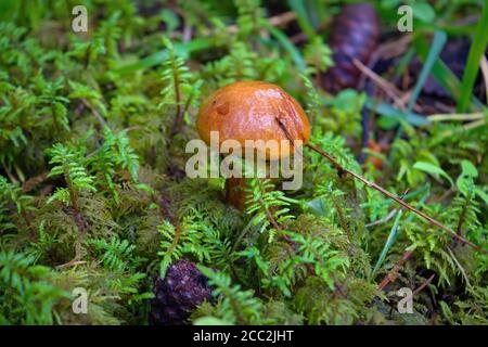 Il giovane fungo di Suillus luteus, chiamato anche jack scivoloso o panino appiccicoso. Sfondo di funghi commestibili. Foto Stock