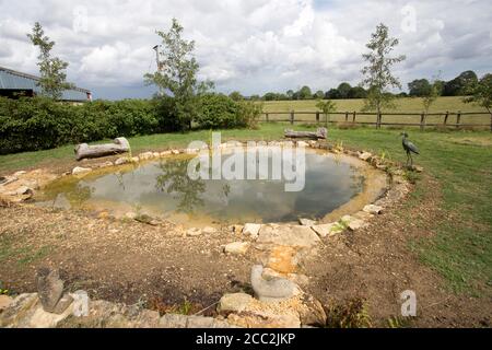 Recentemente completato grande laghetto giardino con primo impianto di piante laghetto e circondato da pietre Cotswold, Colemans Hill Farm, Mickleton, Regno Unito Foto Stock