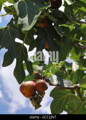 Fichi maturi sui rami dell'albero con le foglie verdi grandi. Cibo sano, frutta tropicale. Delicatezza meridionale. Foto Stock