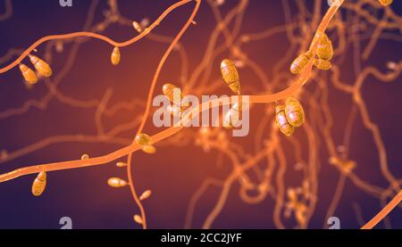 Primo piano di funghi dermatofiti in crescita causando malattie della pelle - 3d illustrazione Foto Stock