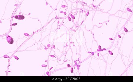 Primo piano di funghi dermatofiti in crescita causando malattie della pelle - 3d illustrazione Foto Stock