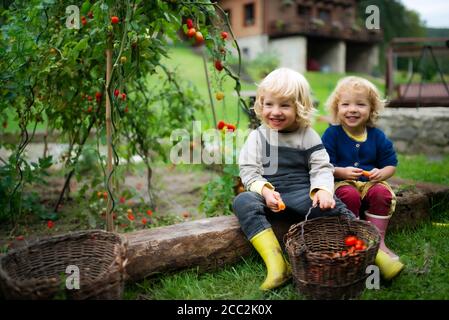 Bambini piccoli che raccolgono pomodori ciliegini all'aperto in giardino, concetto di stile di vita sostenibile. Foto Stock