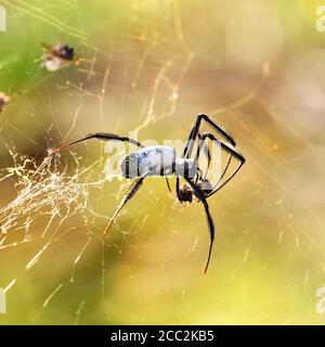 Un ragno orb-web dorato appena dopo aver cattato un miele-ape. Fotografato nel Kirstenbosch National Botanical Garden di Città del Capo. Foto Stock